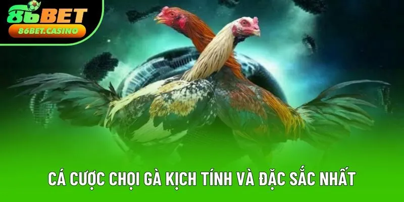Cá cược chọi gà kịch tính và đặc sắc nhất Cá cược chọi gà kịch tính và đặc sắc nhất